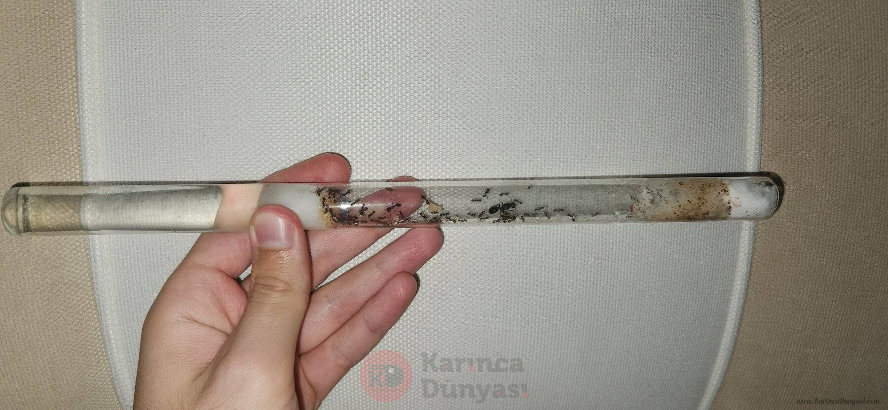 15027.jpg