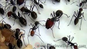 19 01 2013 Camponotus singularis - YouTube