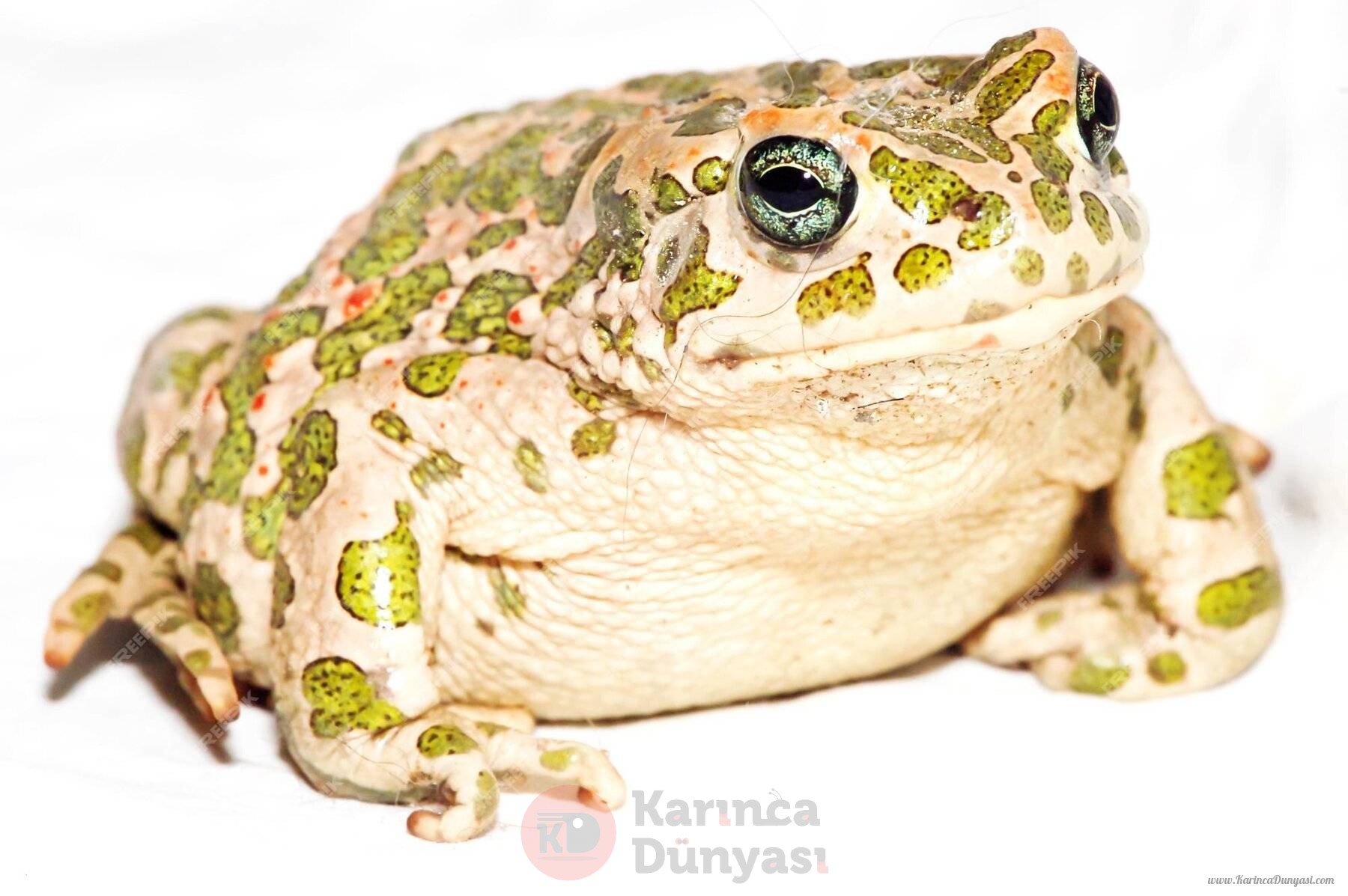 big-ugly-frog-common-european-toad-bufo_248415-562.jpg
