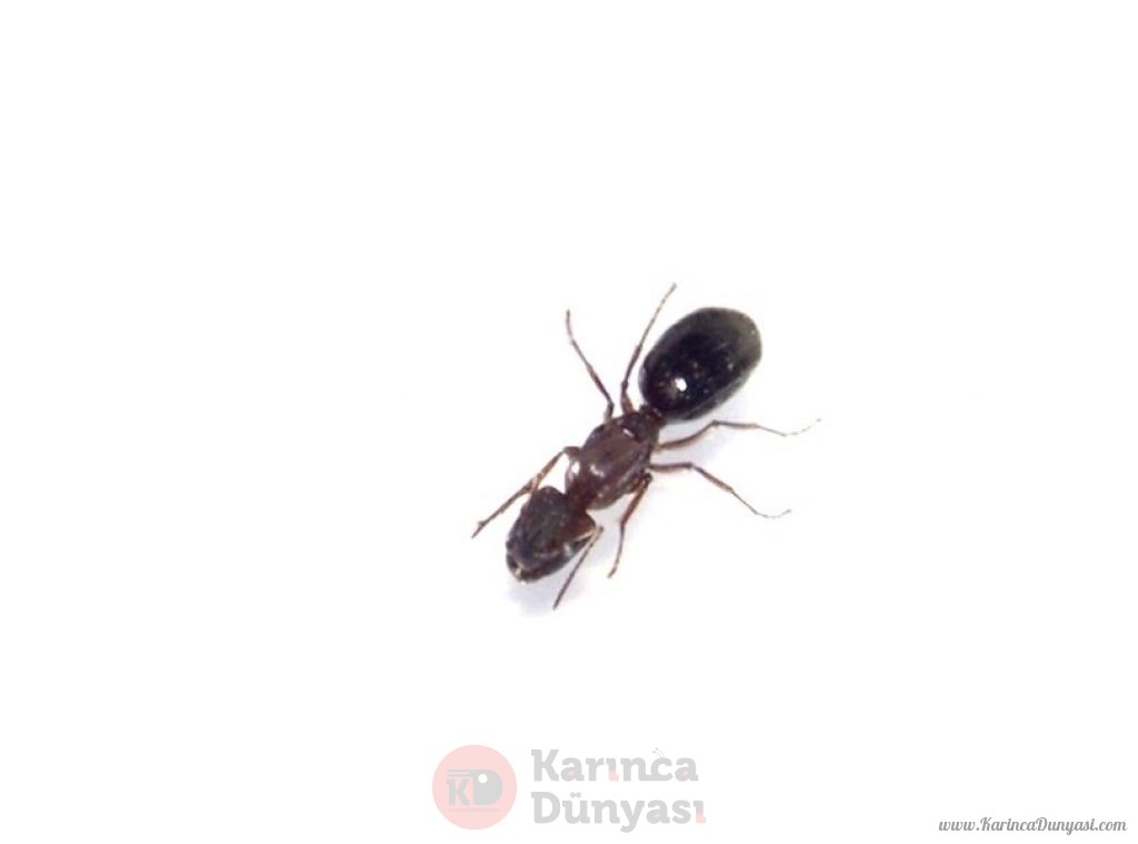 Camponotus cf. Punctulatus.jpg