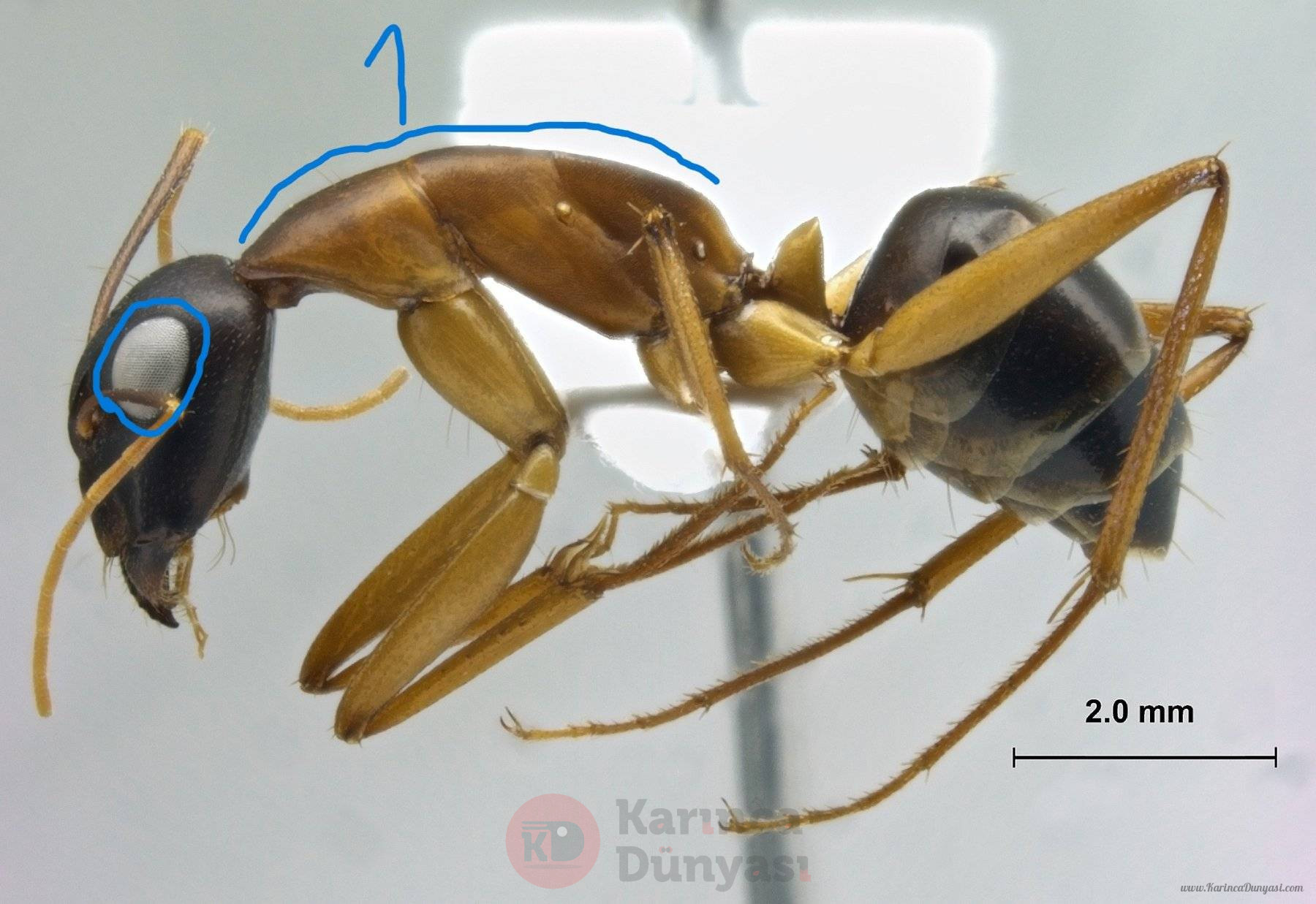 camponotus.jpg