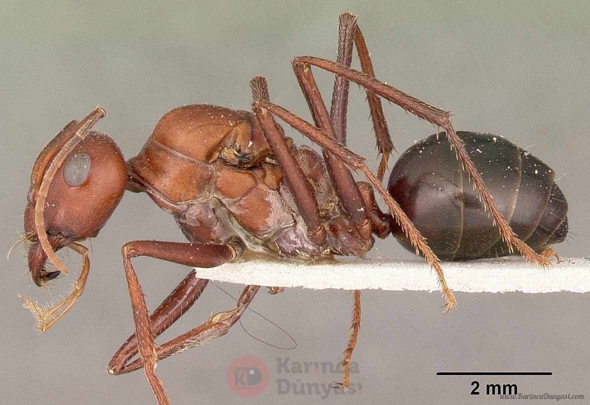 Cataglyphis_bicolor_casent0104613_profile_1.jpg