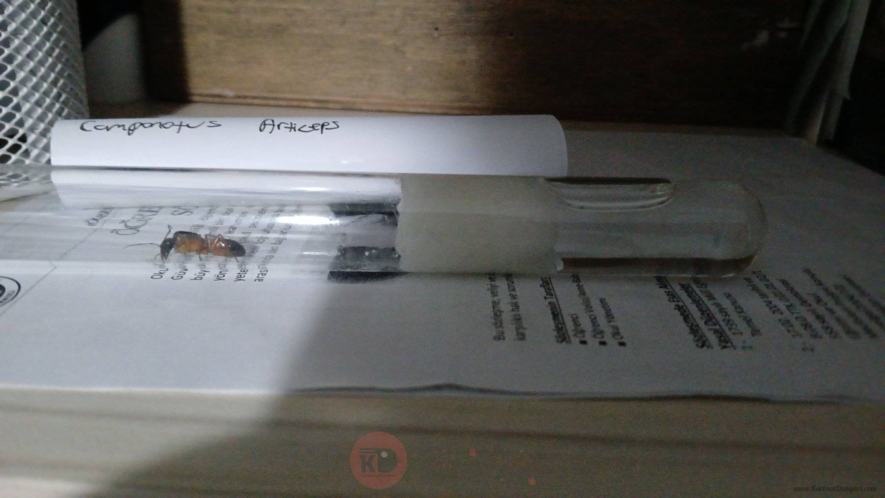IMG-20250102-WA0022.jpeg