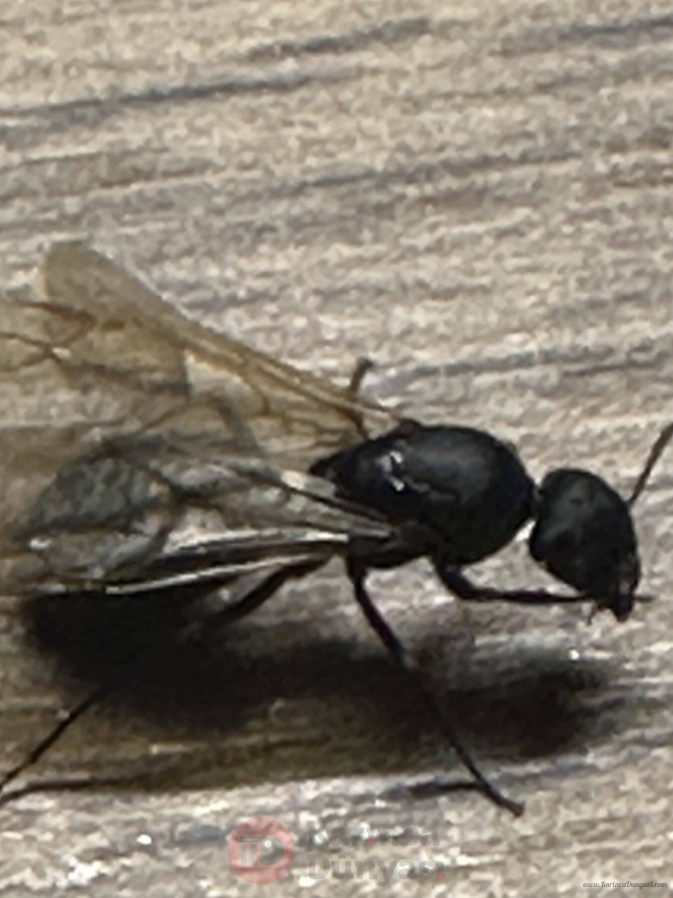 IMG_7775.jpeg