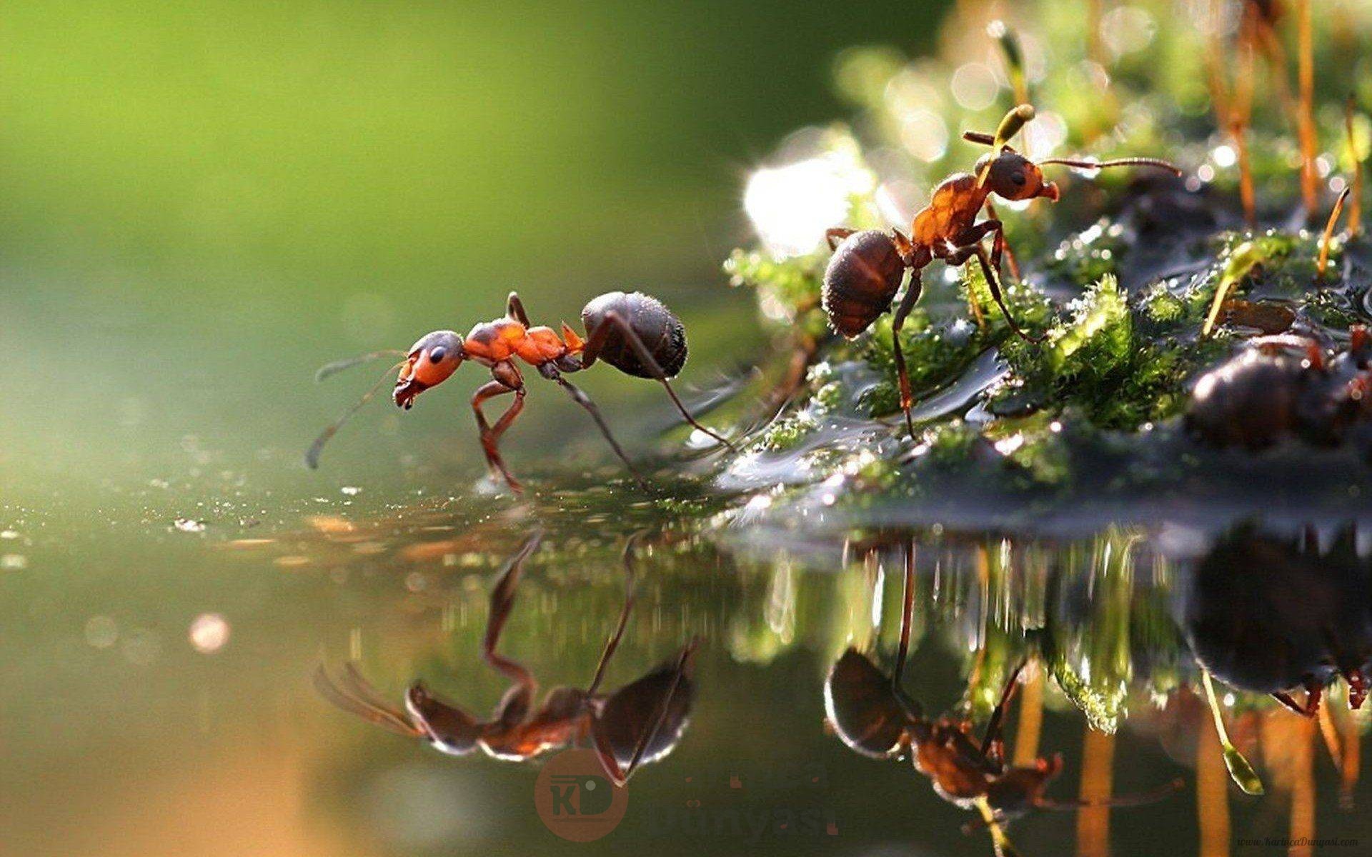 karınca dünyası filigran örnek.jpg