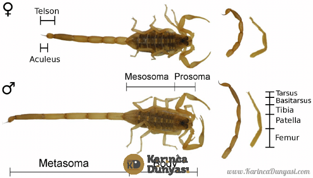 Morphology-of-representative-male-and-female-scorpions-Centruroides-vittatus-Whole.png