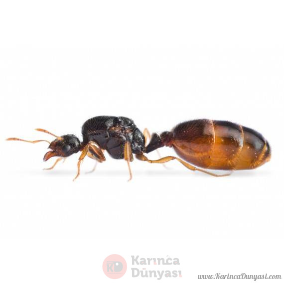 queen-of-solenopsis-fugax-free-ants-anthouse (1).jpg