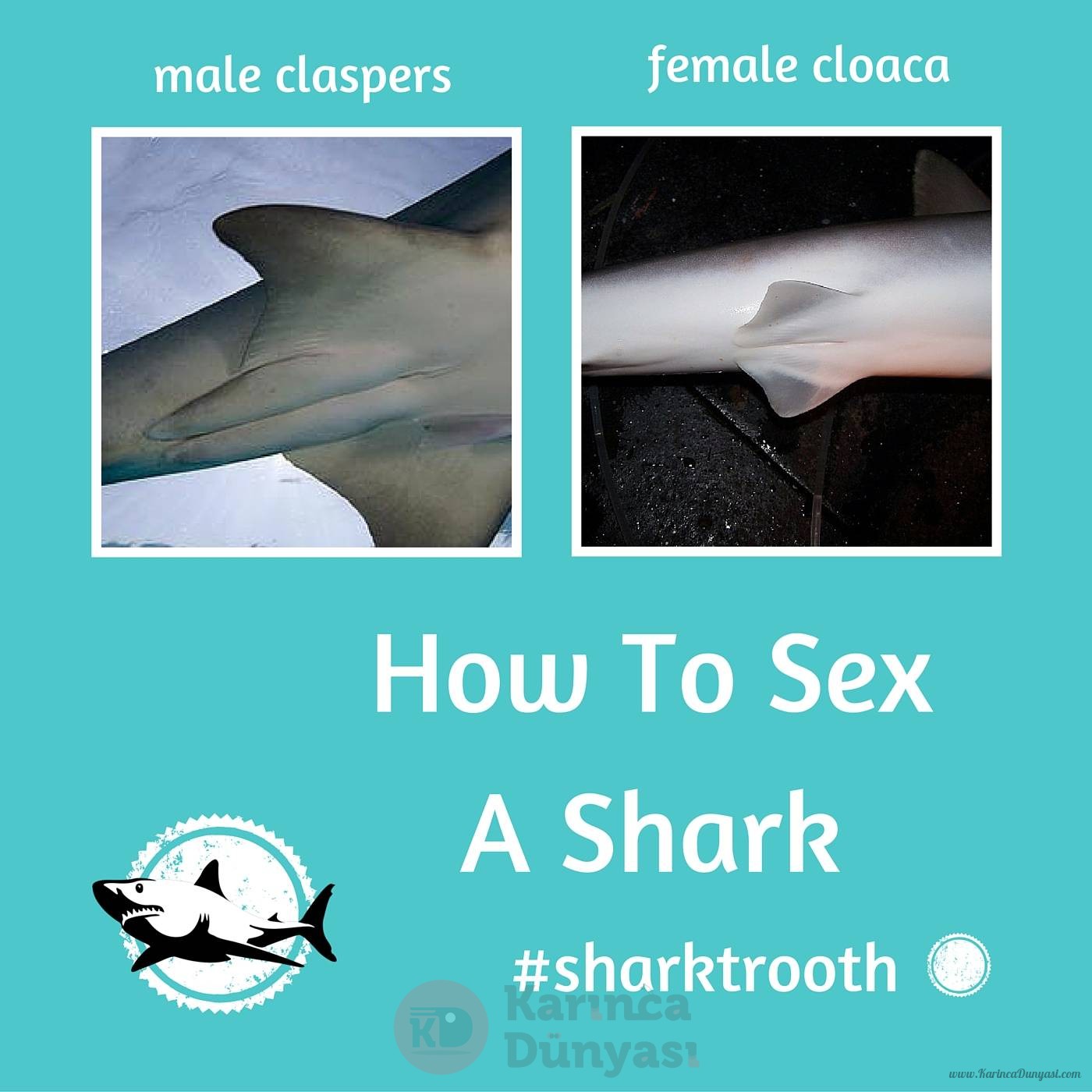 st-sex-a-shark.jpg