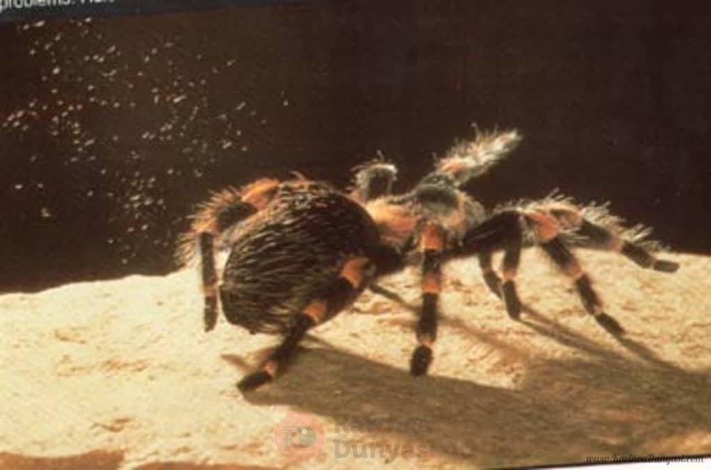 tarantula-bites (2).jpg