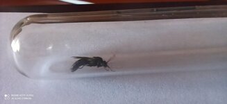 IMG_20200615_111728.jpg