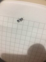 8A36B322-F617-4DA0-A1DB-ABD2E3D8AE7E.jpeg