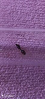 IMG_20200617_174248.jpg