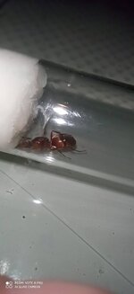 IMG_20200617_210257.jpg