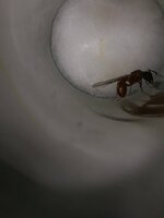 IMG-20210818-WA0128.jpeg