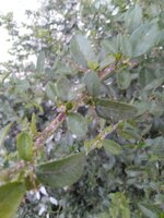 IMG_20210820_194222.jpg