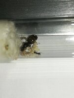 IMG_20210903_194644.jpg