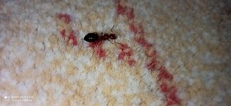 IMG_20200705_204311.jpg