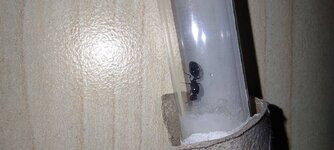 IMG_20240707_182329.jpg