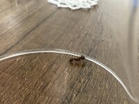 IMG_0105.jpeg