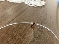 IMG_0107.jpeg
