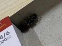 IMG_2316.jpeg