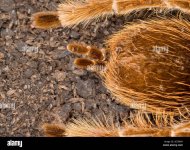 tarantula-spinnerets-2E53R64.jpg