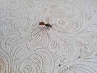 IMG_20250616_140718.jpg