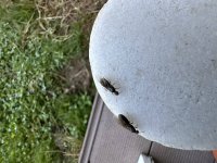IMG_0825.jpeg