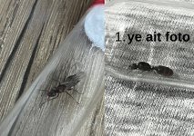 Bir başlık ekleyin.jpg