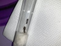 IMG_0440.jpeg