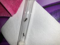 IMG_0430.jpeg