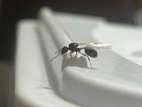 IMG_3031.jpeg