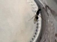 IMG_1717.jpeg