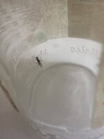IMG_1716.jpeg