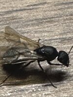 IMG_7775.jpeg