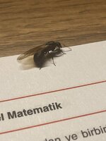 IMG_1328.jpeg