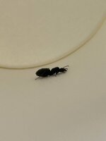 IMG_6796.jpeg