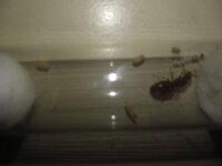 IMG_20200727_201329.jpg