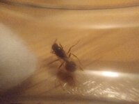 IMG_20200801_010115.jpg