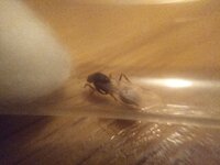 IMG_20200801_010103.jpg