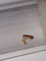 IMG-20200801-WA0035.jpg