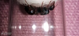 IMG_20201009_124432.jpg