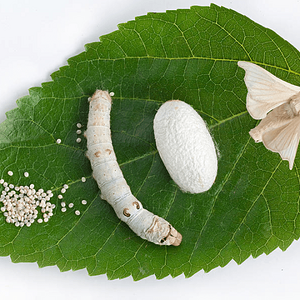 Mulberry leaf with silkworm by Baobao Ou.png