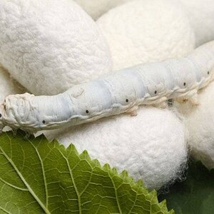 Graphene-Fed Silkworms Produce a Super-Strong Silk That Conducts Electricity.jpg