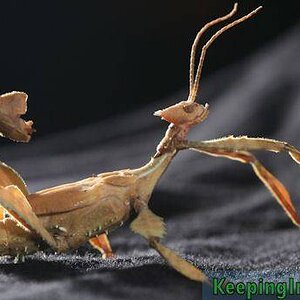 extatosoma-tiaratum.jpg