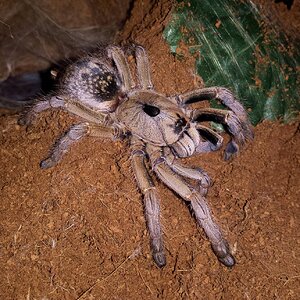 ceratogyrus_sanderi__sandy_horned_baboon__by_p3kb_d8qpk7h-fullview.jpg