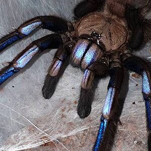 Chilobrachys-sp-electric-blue-2.jpg