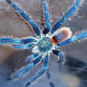 Dolichothele_diamantinensis_male.jpg