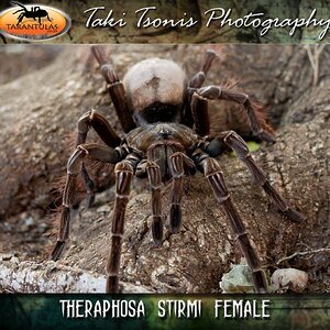 theraphosastirmifemale3_c522437c4c1e522e62245646c38079e6.jpg