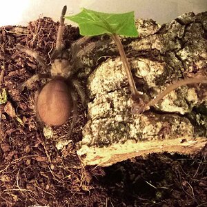 aphonopelma-schmidti1.jpg